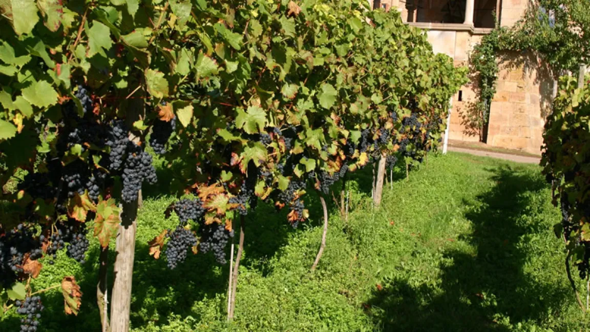 Der Regent wird mittlerweile auf etwa 2200 Hektar angebaut und macht zwei Prozent der gesamten Weinanbaufläche in Deutschland aus.
Quelle: Julius Kühn-Institut, Institut für Rebenzüchtung Geilweilerhof