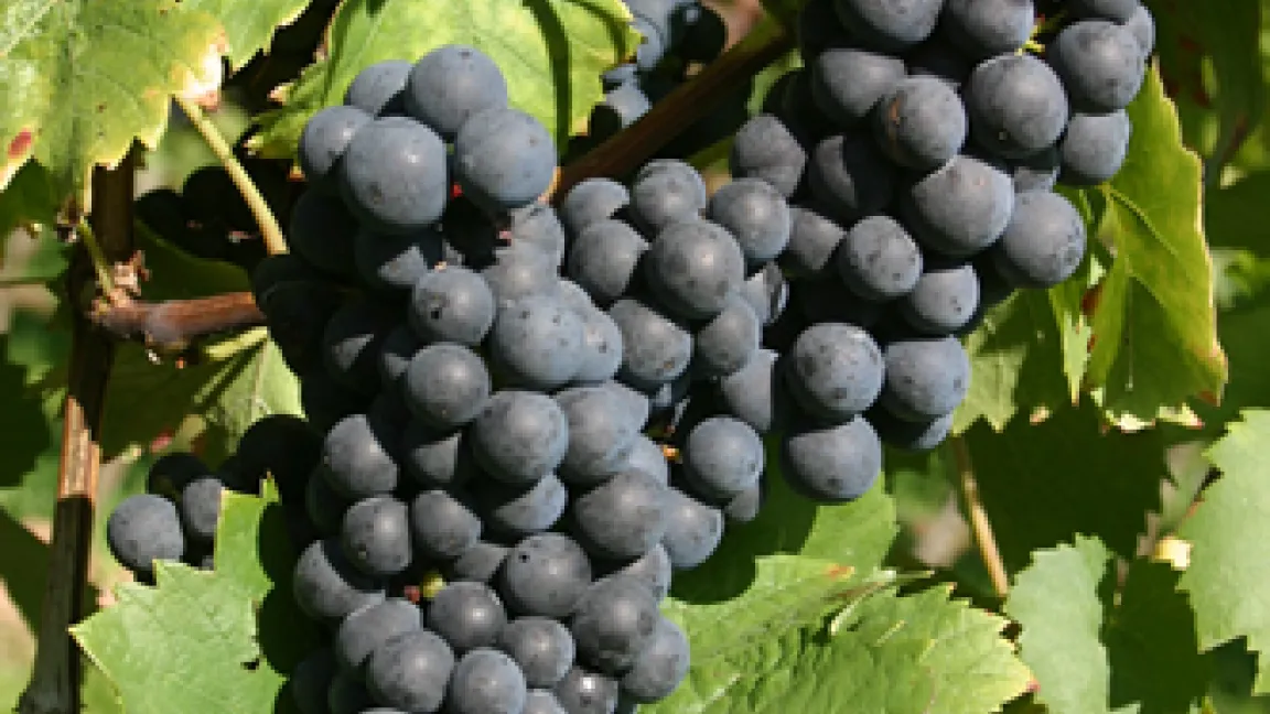 Das Genom des Regents umfasst etwa 480 Megabasen und ist damit sechsmal kleiner als das menschliche Erbgut.
Quelle: Julius Kühn-Institut, Institut für Rebenzüchtung Geilweilerhof