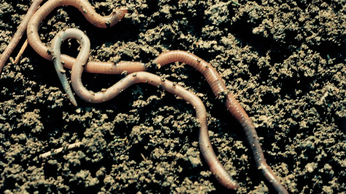Sehr hohe Kupfergehalte im Boden können Regenwürmer schädigen. Foto: Bayer CropScience