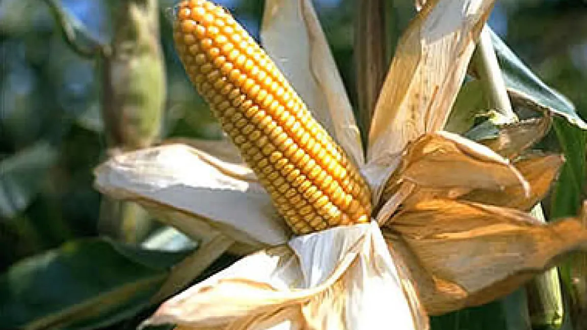Reifer Maiskolben.
	
	Quelle: BASF AgroSlide