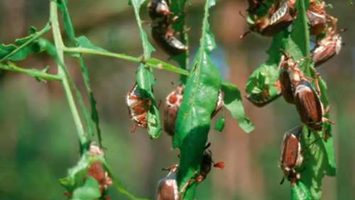 Reifungsfraß der Käfer an Eiche.
Quelle: NW-FVA,Göttingen