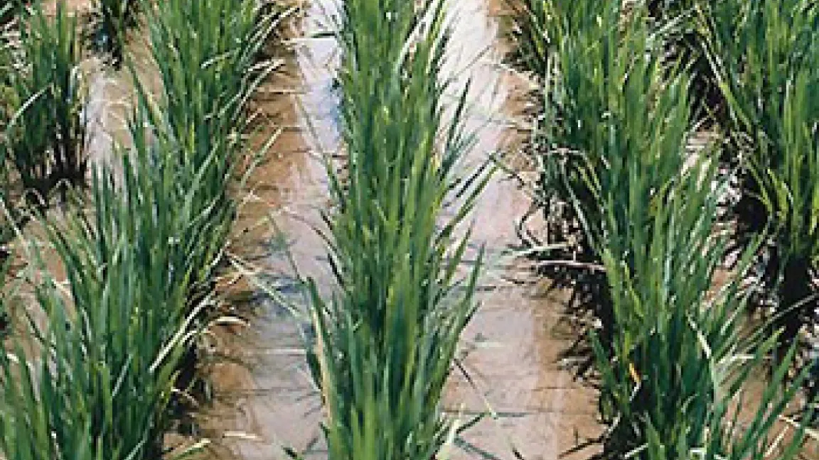 Reispflanzen.
	Quelle: Bayer CropScience