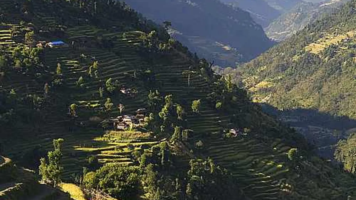 In manchen Regionen – wie hier in Nepal – können Kälteeinbrüche zur Sterilität der Reispflanzen führen. Eine neue Züchtung soll diesen Kältephasen widerstehen können.
Quelle: adpic