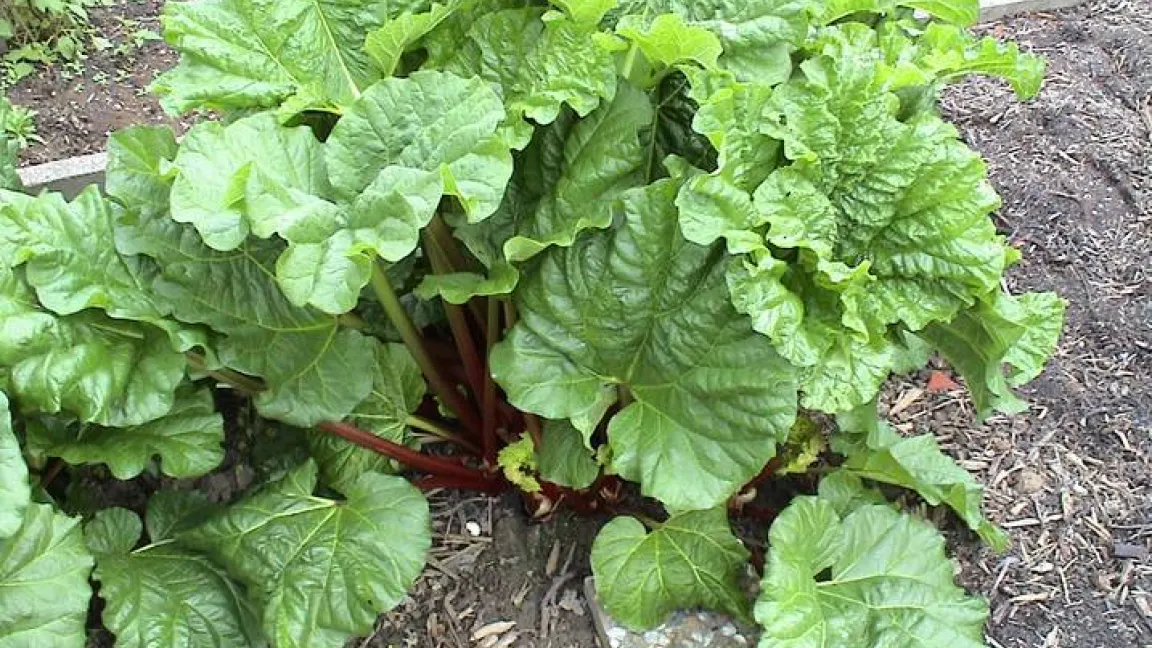Der Rhabarber ist eine Staude, zählt zu den Knöterichgewächsen und stammt aus Ostasien. Foto: wikepedia/Magnus