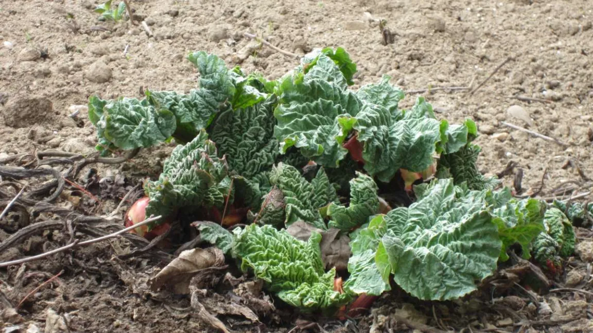 Der Rhabarber treibt bereits früh aus und kann ab April beerntet werden. Foto Matthias Wiedenau