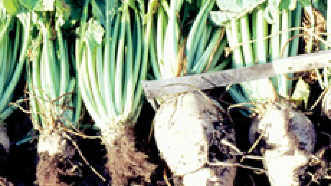 Rhizomania bei Zuckerrüben verursacht durch das Rhizomania-Virus BNYVV Beet necrotic yellow vein virus (links) im Gegensatz zu gesunden Rüben (rechts).
Quelle: apsnet.org