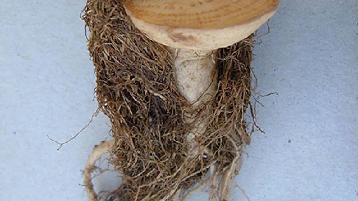 Rhizomania-Virus an Zuckerrüben.
Quelle: JKI