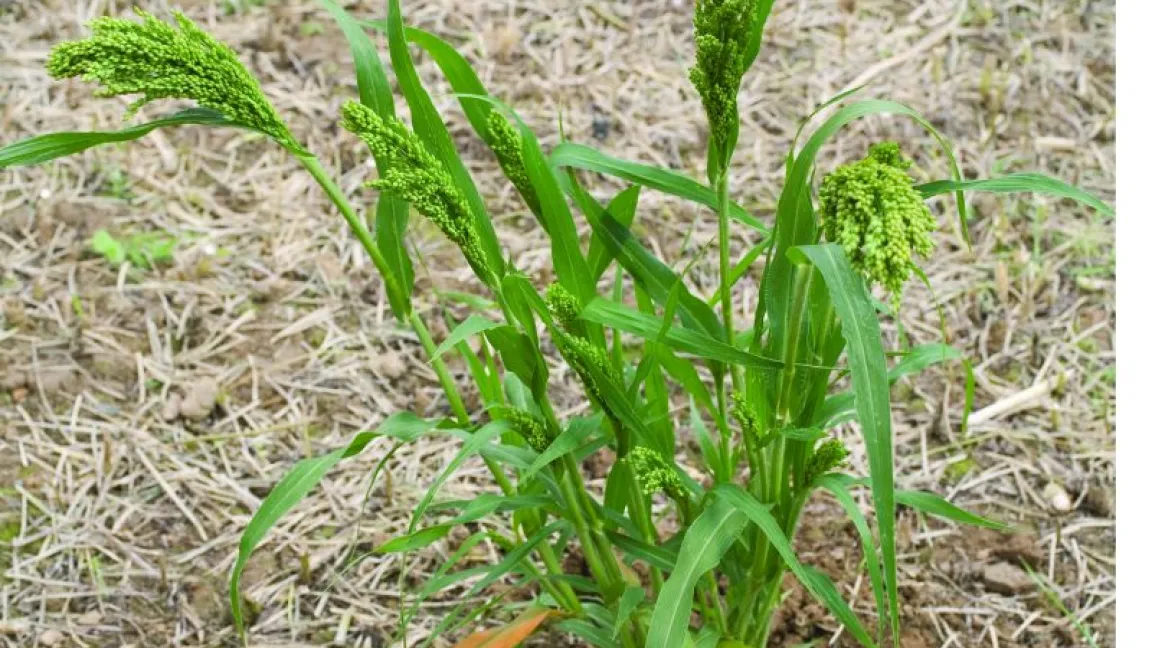 Die aus den Subtropen stammende Hirse fühlt sich auch in Mitteleuropa wohl. Foto: Bayer CropScience