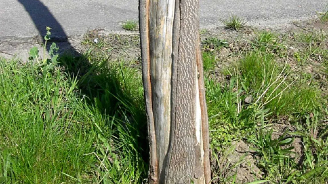 Risse am Stamm des Bergahorns durch einen Verticillium-Pilz.
	Quelle: Dr. Axel Schneidewind