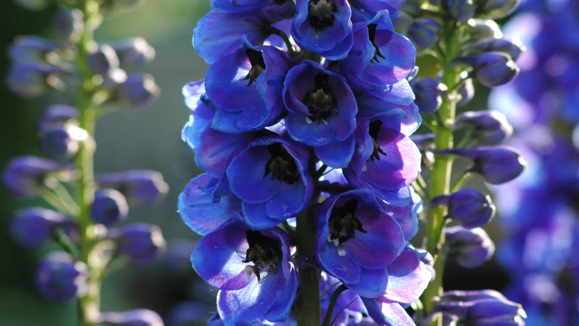 In allen Pflanzenteilen des Rittersporns sind giftige Alkaloide zu finden. Foto: Fotolia