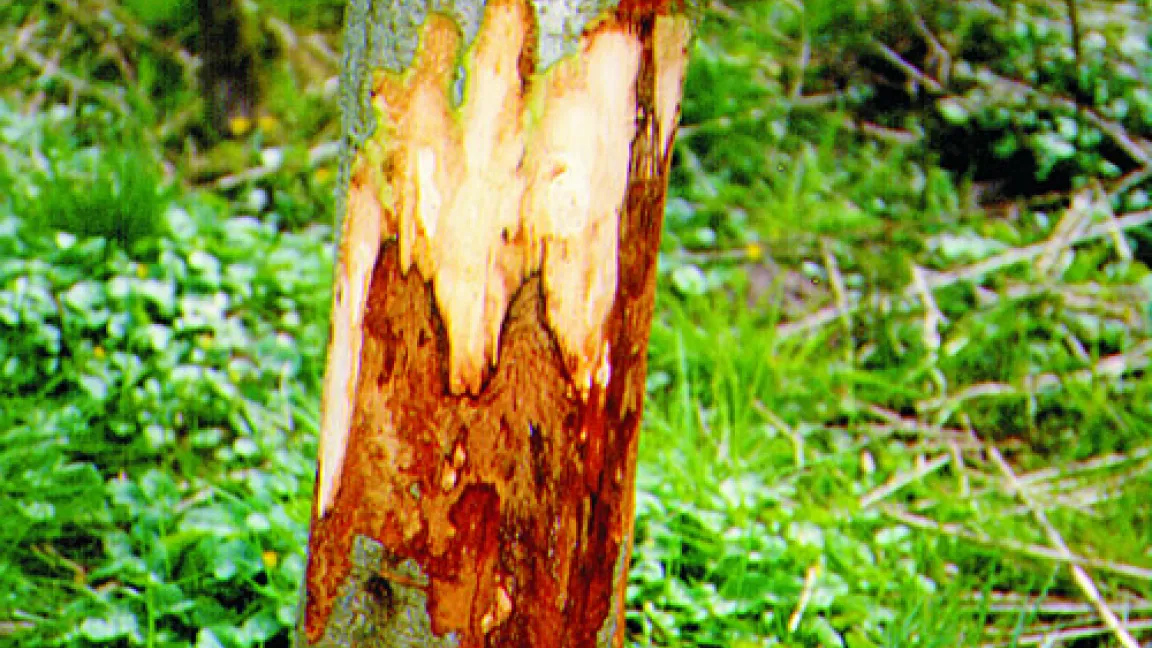 Kragenfäule durch Phytophthora alni an Grauerle (Alnus incana); erkennbar an den sogenannten "Teerflecken" auf der äußeren Rinde und der zungenförmigen orangefarbenen Nekrose der inneren Rinde.
Quelle: Dr. Thomas Jung, Brannenburg
