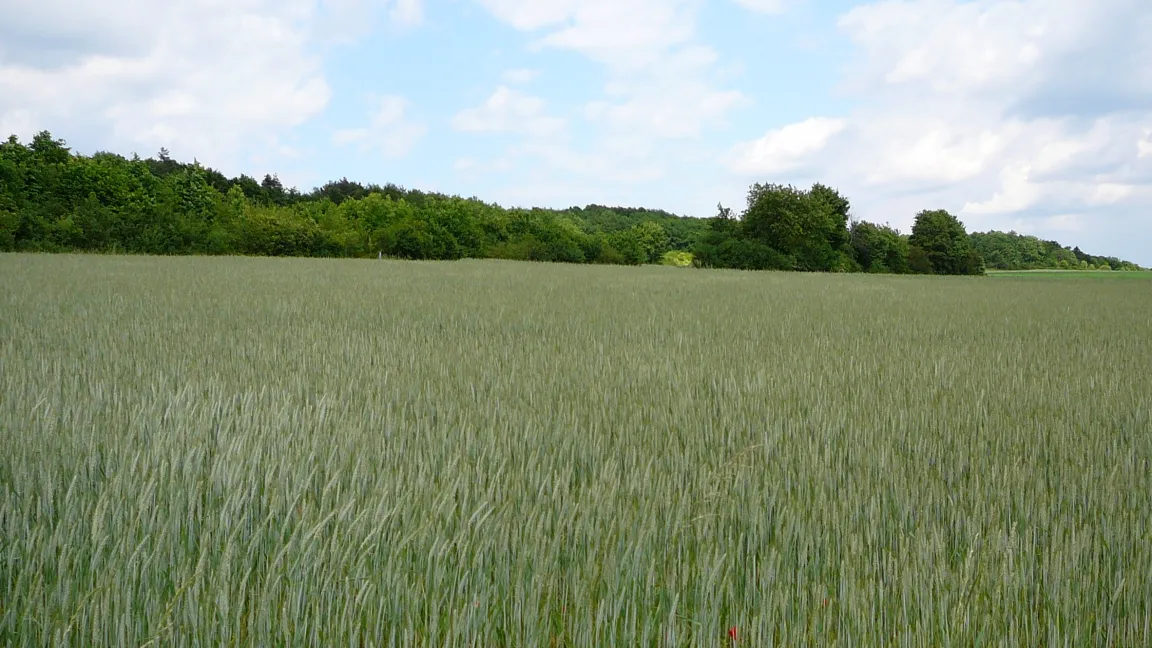 Gesunder unkrautfreier Roggenbestand. Foto: IVA