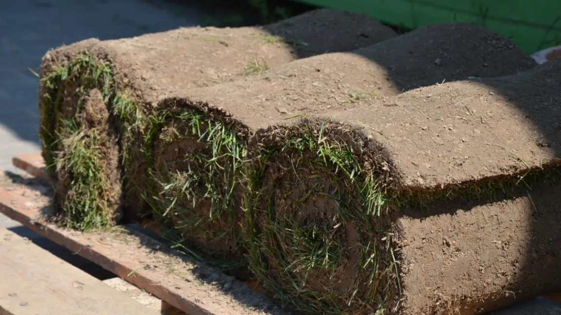 Der Rollrasen sollte noch am Tag der Ernte an den Kunden geliefert werden, damit er nicht gelb und trocken wird. Foto: Matthias Wiedenau