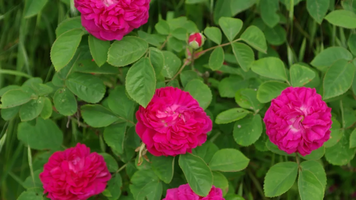 Die Rose de Resht ist ein duftender Klassiker. Foto: Dr. Burkhard Spellerberg