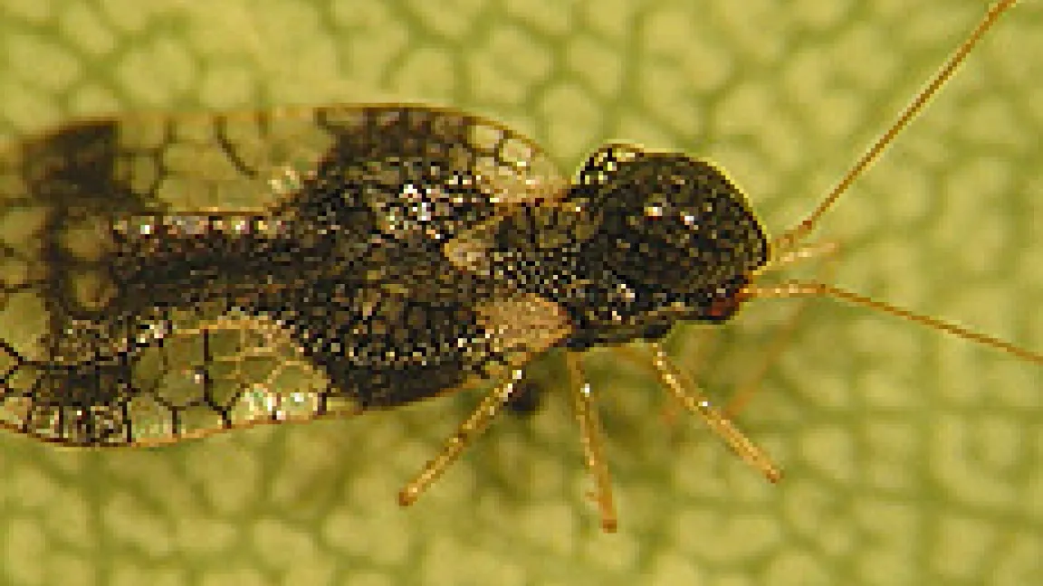 Die 3 bis 4 mm große Andromeda-Netzwanze ist an einem schwarzen Schild über dem Kopf gut zu erkennen, der sogenannten Halsblase, deren Funktion aber unbekannt ist.
Quelle: M. Hommes, Julius-Kühn-Institut