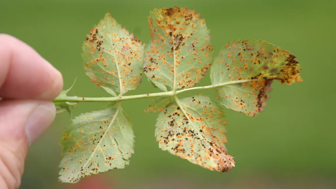 Rosenrost ist im Privatgarten kaum zu bekämpfen, deswegen hilft hier nur die Auswahl widerstandsfähiger Sorten. Foto: Dr. Burkhard Spellerberg