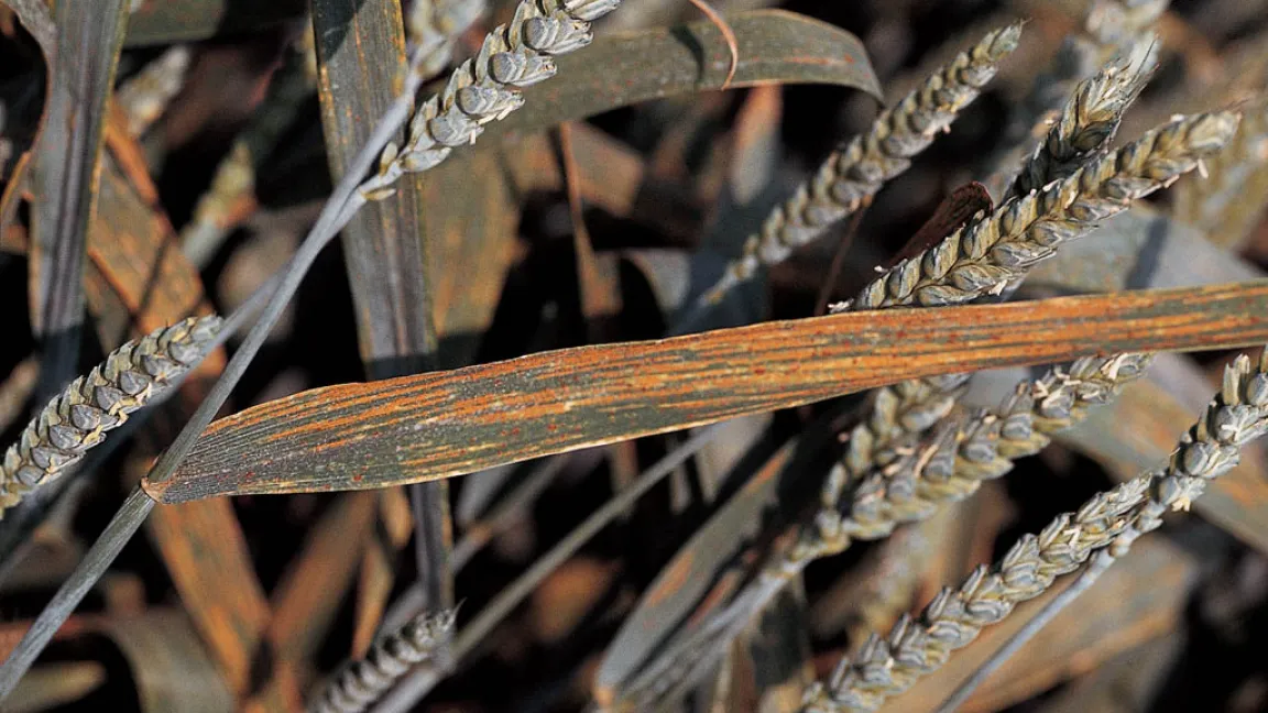 Rost gehört zu den gefährlichsten Getreidekrankheiten. Azole schützen wirkungsvoll gegen den Pilz. Foto: Bayer CropScience