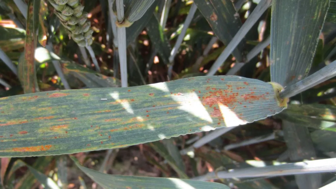 Rostkrankheiten verursachen große Ernteeinbußen, können aber mit Fungiziden sehr wirkungsvoll gestoppt werden. Foto: Matthias Wiedenau