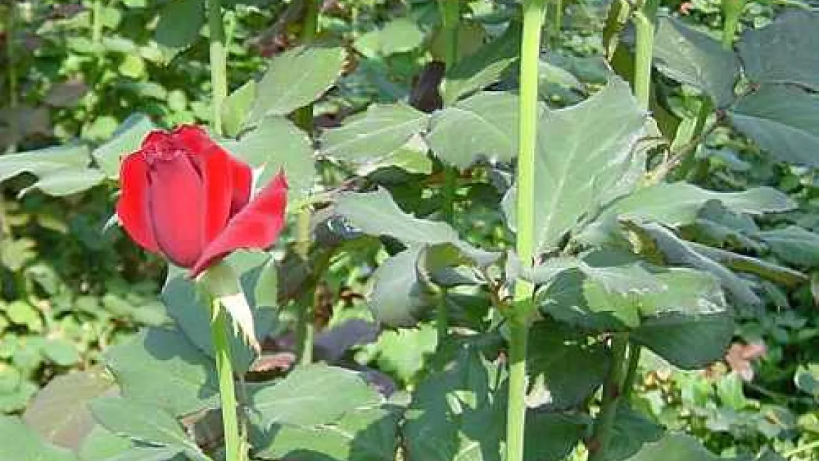 Rote Rosen haben am Valentinstag Hochsaison 
Quelle: Pankraz Gasseling