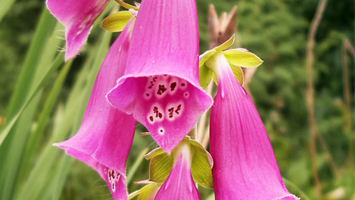 Roter Fingerhut.
Quelle: Botanischer Sondergarten Wandsbek