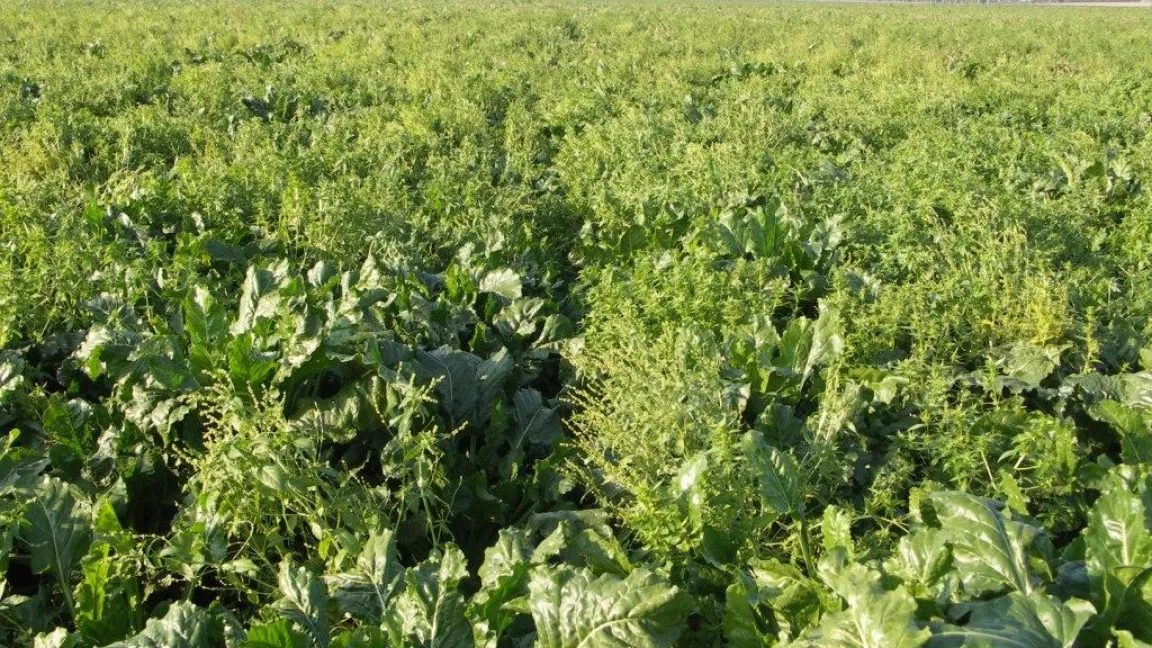 Vernachlässigen die Anbauer den Pflanzenschutz, können Unkräuter die Energiepflanzen, hier Zuckerrüben, überwuchern. Foto: Matthias Wiedenau