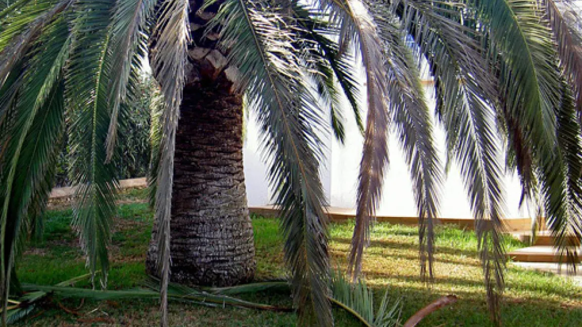 Rüsselkäfer bedroht das Ansichskarten-Panorama italienischer Küsten. Auch deutsche Kübelpflanzen sind in Gefahr.
Quelle: dpa