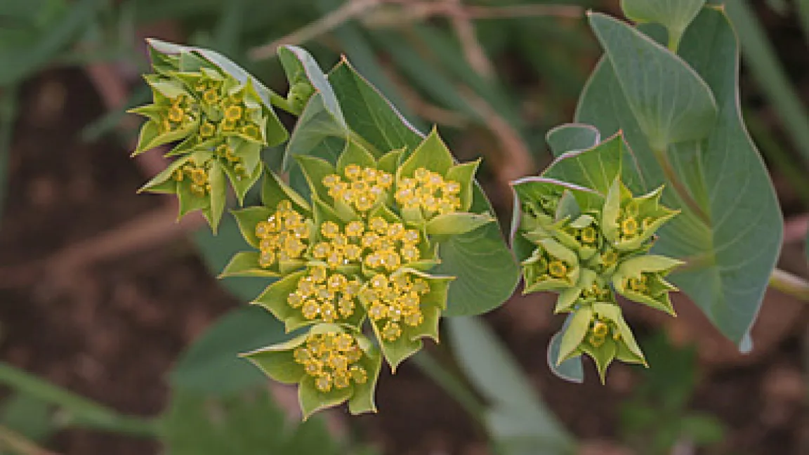 Rundblättriges Hasenohr (Bupleurum rotundifolium)
	Quelle: Dr. Georg Priestel