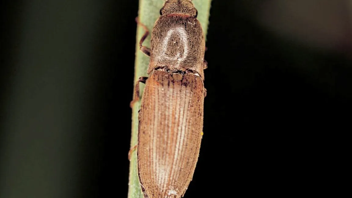 Die Schäden durch Schnellkäfer, hier ein Saatschnellkäfer, nehmen in den letzten Jahren immer weiter zu. Foto: Bayer CropScience