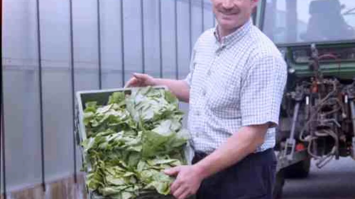 Salatköpfe in Kisten für den Transport vorbereitet
	Quelle: FNL