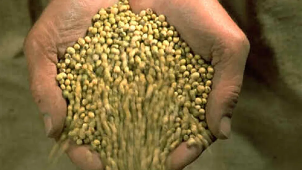 Samen der Sojabohne
	Quelle: BASF AgroSlide.