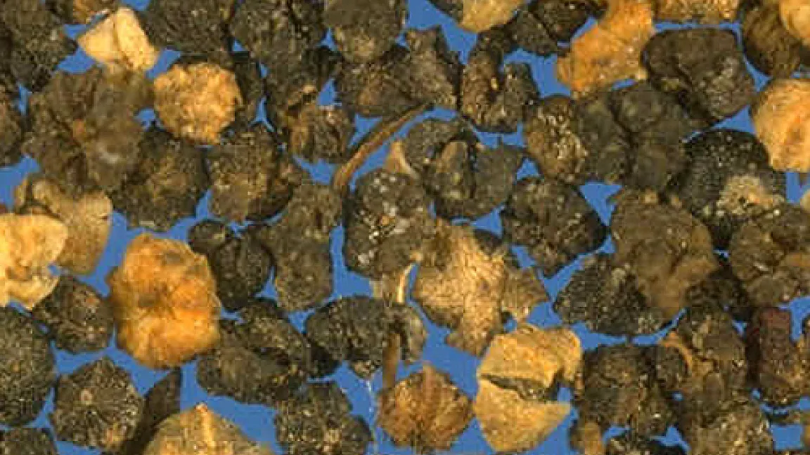 Samenkörner des Weißen Gänsefußes.
	Quelle: BASF AgroSlide