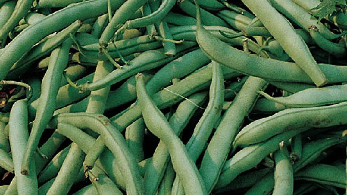 Saponine kommen u. a. in grünen Bohnen, Linsen und Spinat vor.
	Quelle: Bayer CropSciene