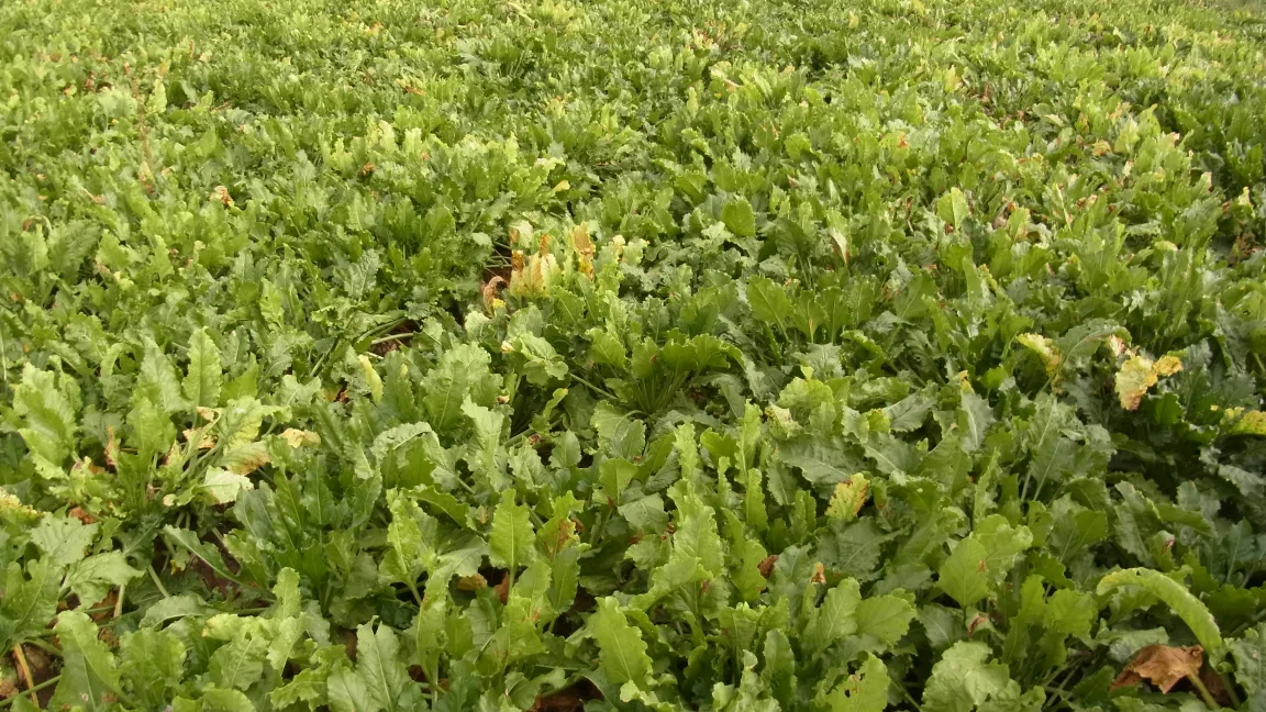 Kranker Zuckerrüben-Bestand. Foto Klaus Schrameyer