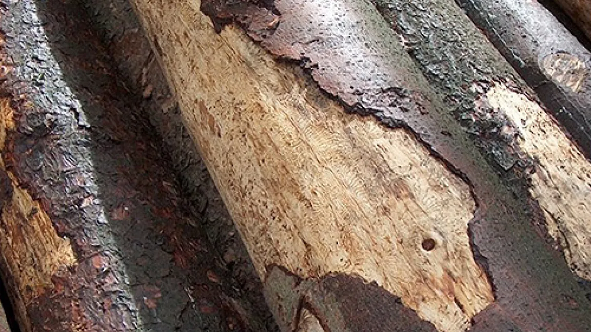 Schadbild Borkenkäfer an Fichte.
	Quelle: A. Roefs / Landesbetrieb Wald und Holz NRW