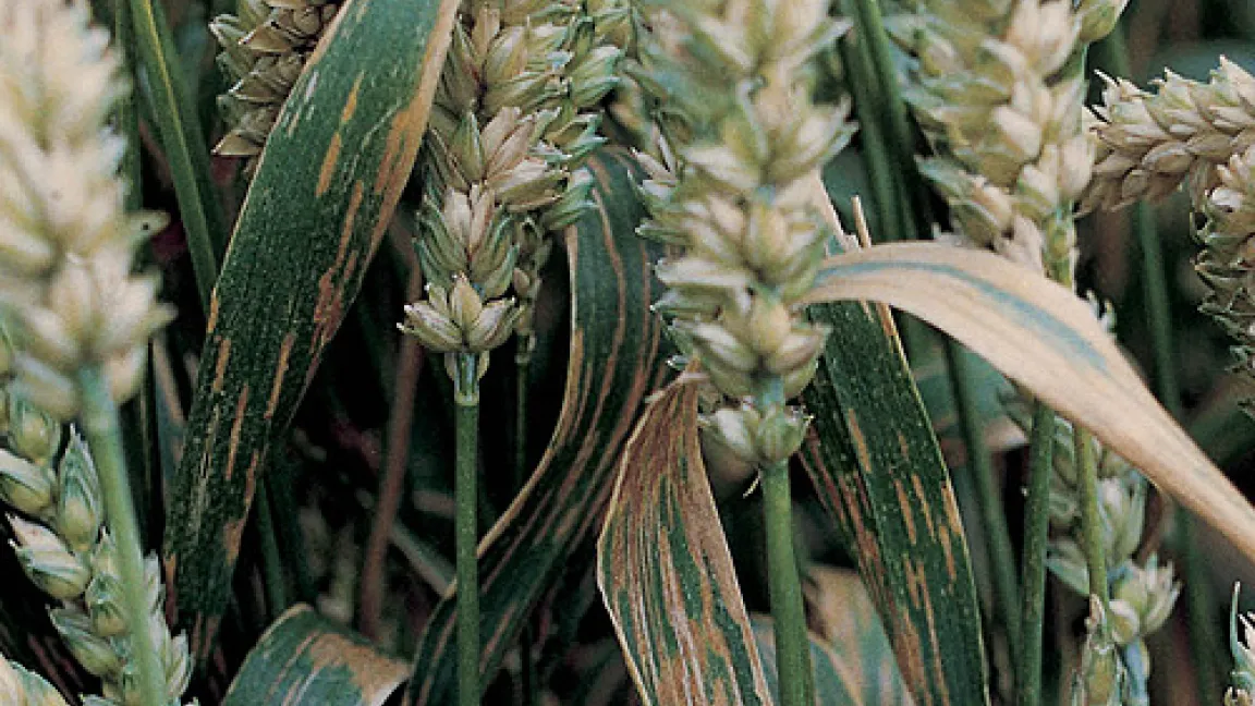 Schadbild der Septoria-Blattdürre.
	Quelle: Bayer CropScience