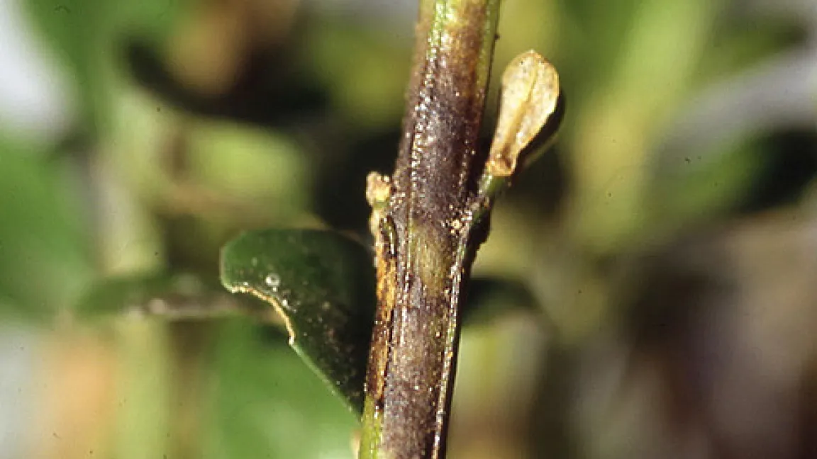 Schadbild von Cylindrocladium buxicola an Buchsbaum. Die Symptome können leicht mit dem Befall des Pilzes Volutella buxi, Buchsbaumkrebs, verwechselt werden. Gleichzeitig auftretender Blattfall und die schwarzen Streifen am Trieb sind wichtige Aspekte für den Verdacht auf C. buxicola.
Quelle: Dr. Thomas Brand, LWK Niedersachsen