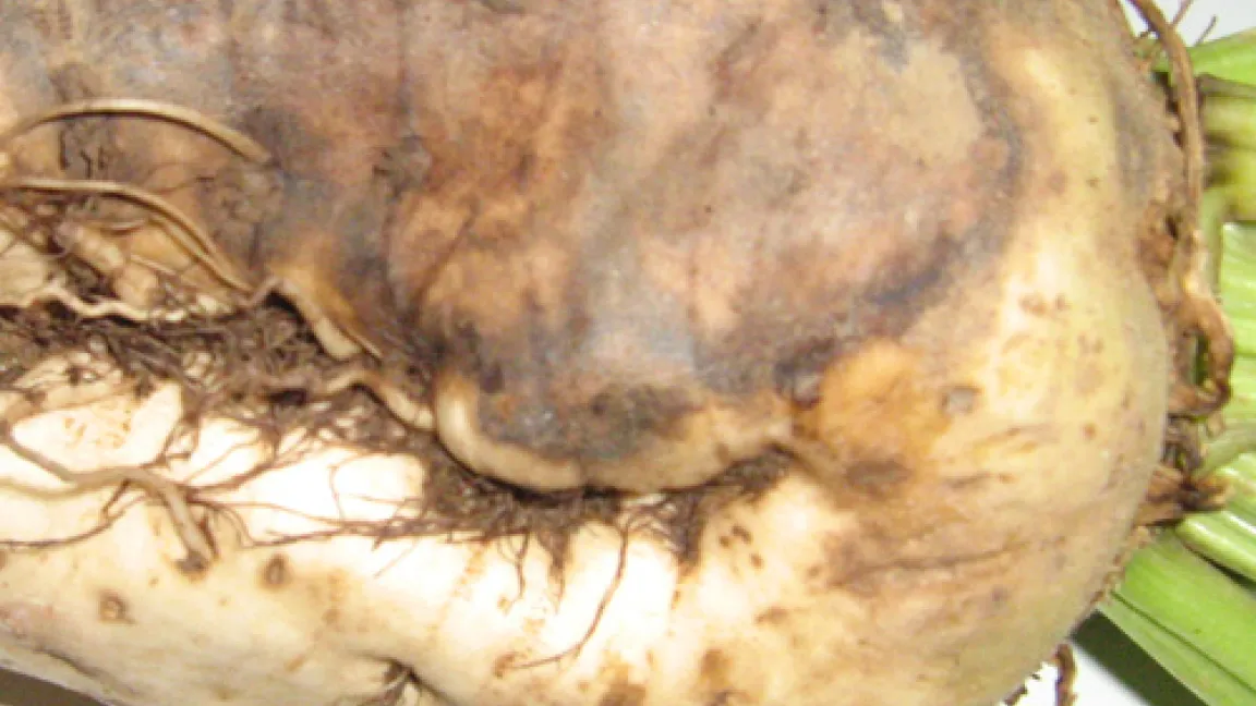 Schadbild von Rhizoctonia solani an Zuckerrüben.
Quelle: Christian Heinrichs, LWK NRW