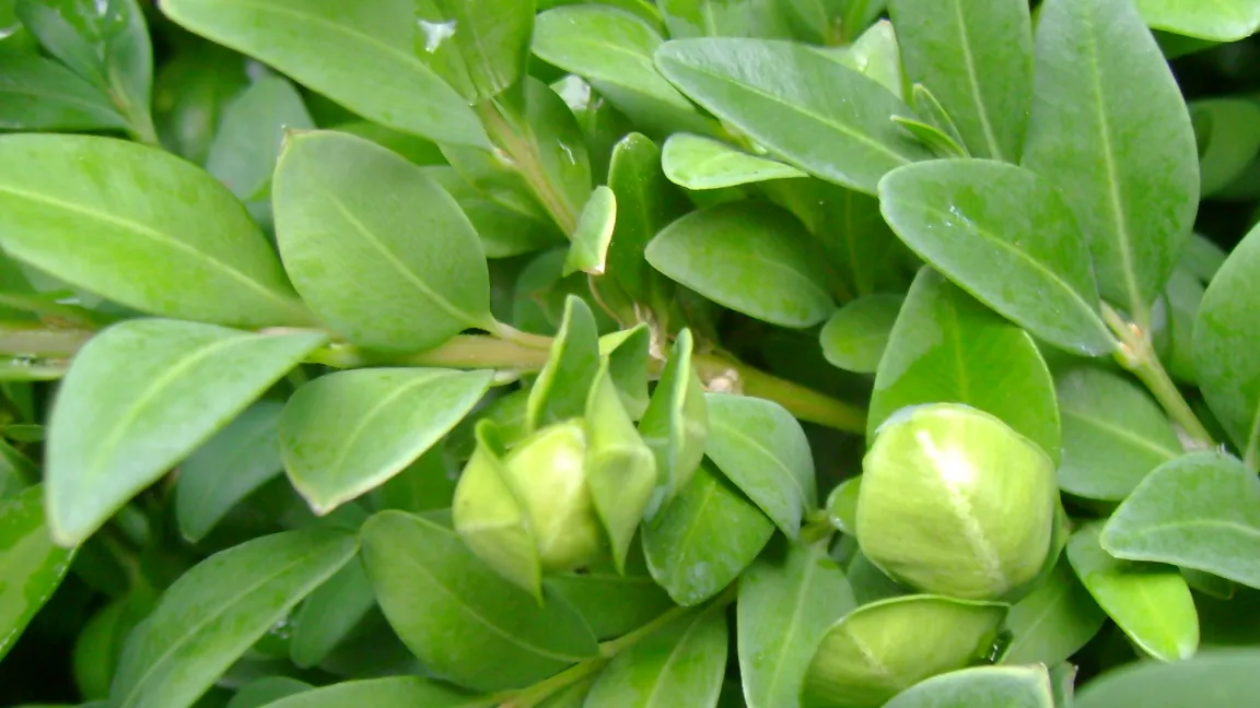 Schadbild Buchsbaumblattfloh. Foto: Klaus Margraf