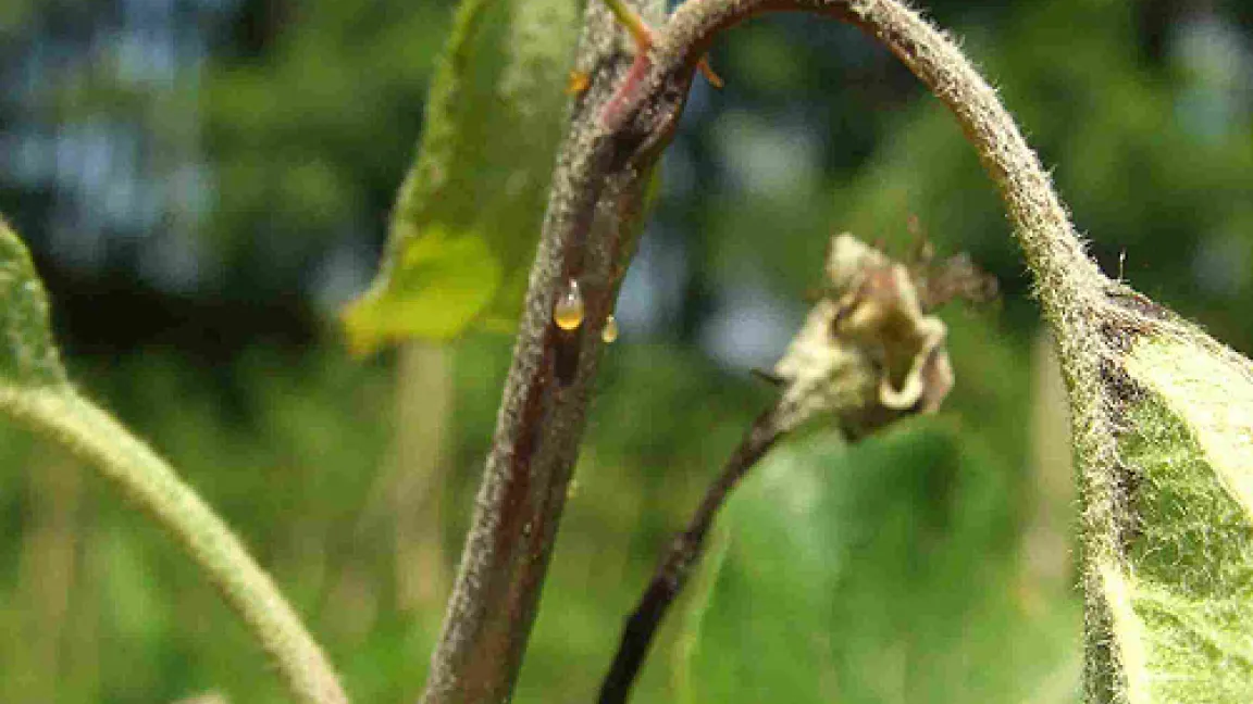Schaden durch Feuerbrand.
	Quelle: Dr. Scheer, Kompetenzzentrum Obstbau Bodensee