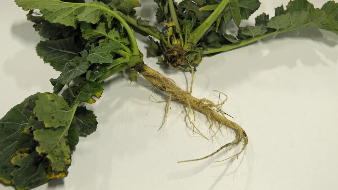 Links eine Pflanze mit typischer Pfahlwurzel, rechts eine durch die Kleine Kohlfliege geschädigte Pflanze. Foto: agrar-press