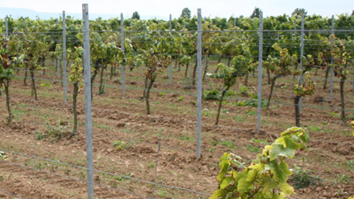 Schadlfäche geschädigter Weinstöcke in Hessen.
Quelle: Lars Huber