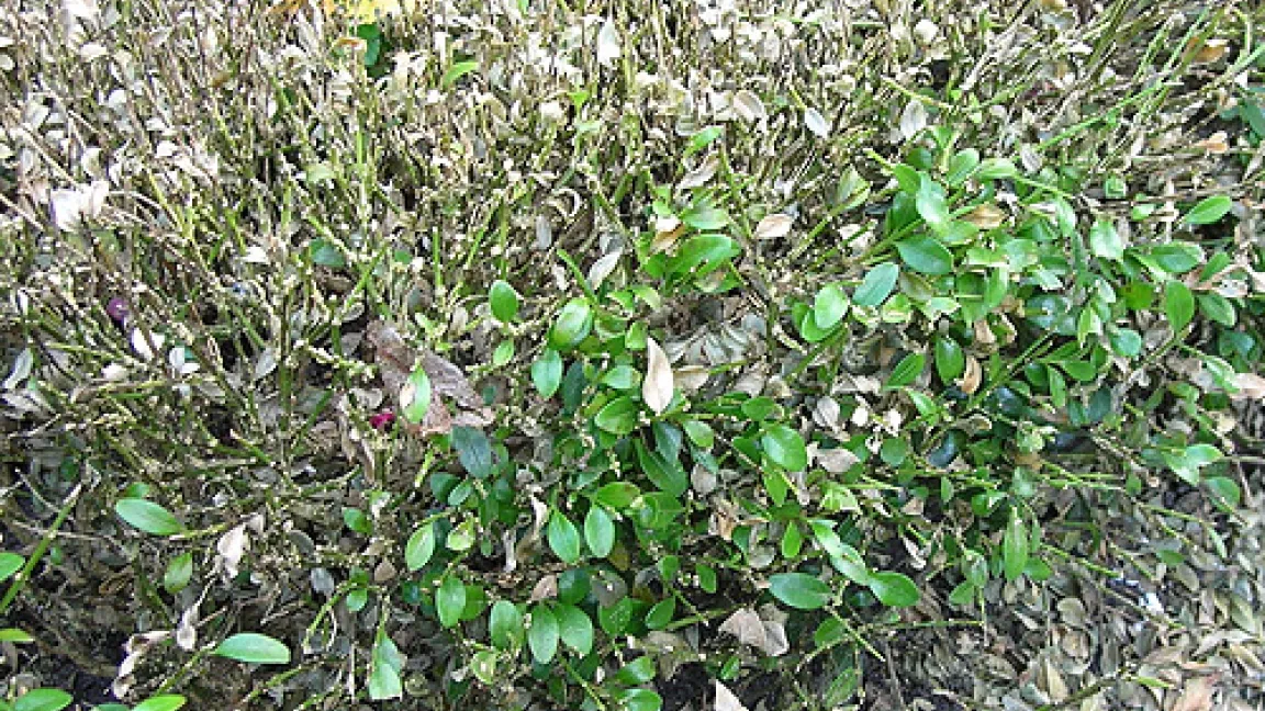 Schäden an einer Randbepflanzung verursacht durch Cylindrocladium buxicola.
Quelle: Dr. Thomas Brand, LWK Niedersachsen