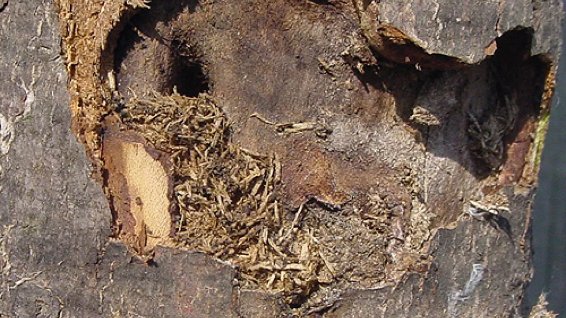 Schäden durch den Laubholz-Bockkäfer
	Quelle: Landwirtschaftskammer NRW.
