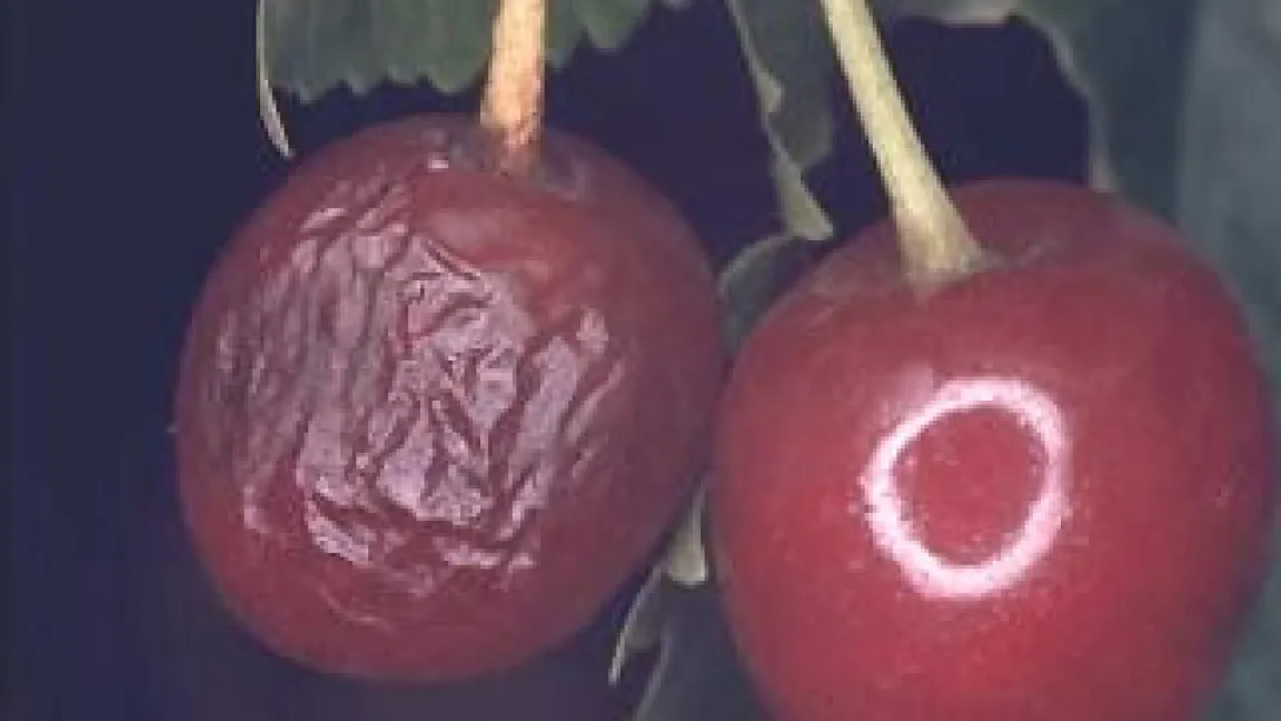 Schäden durch die Kirschfruchtfliege an Kirschen.