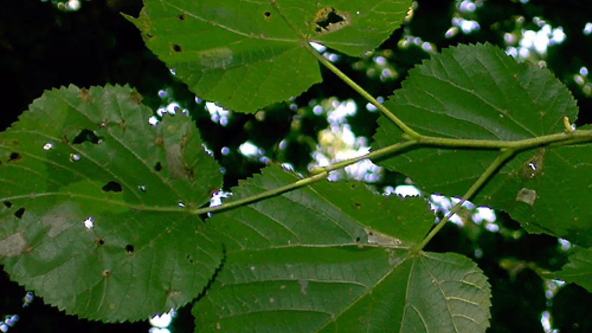 Schäden, verursacht durch die Lindenminiermotte.
Quelle: DI Bernhard Perny, Wien