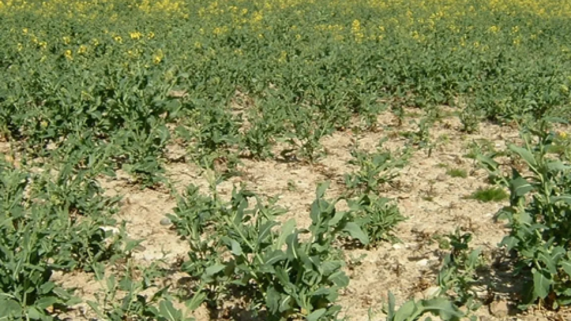 Schäden durch unzureichende Bekämpfung des Rapserdfloh in einem Rapsfeld
Quelle: Dr. Erichsen, Pflanzenschutzdienst Schwerin