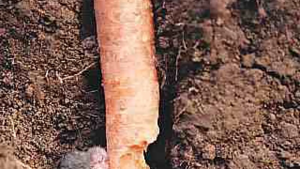 Schermaus frisst an einer Mohrrübe.
	Quelle: Eberhard Raiser, Reutlingen.