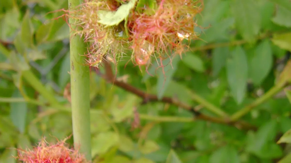 Die Gallen der Rosengallwespe, auch Schlafapfel genannt,  sind vereinzelt an den Trieben von Wildrosenarten zu finden. Foto: Klaus Margraf