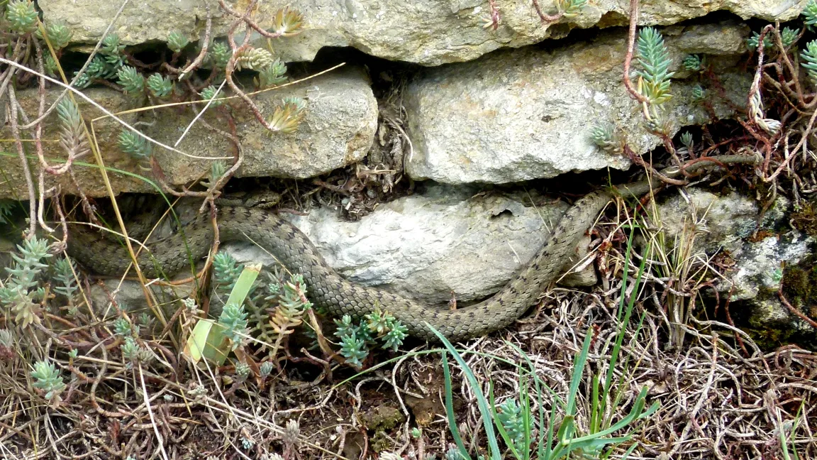 Die Schlingnatter sucht und findet in den Mauern der Terrassen Schutz und Wärme. Klaus Epperlein, Hochschule Anhalt