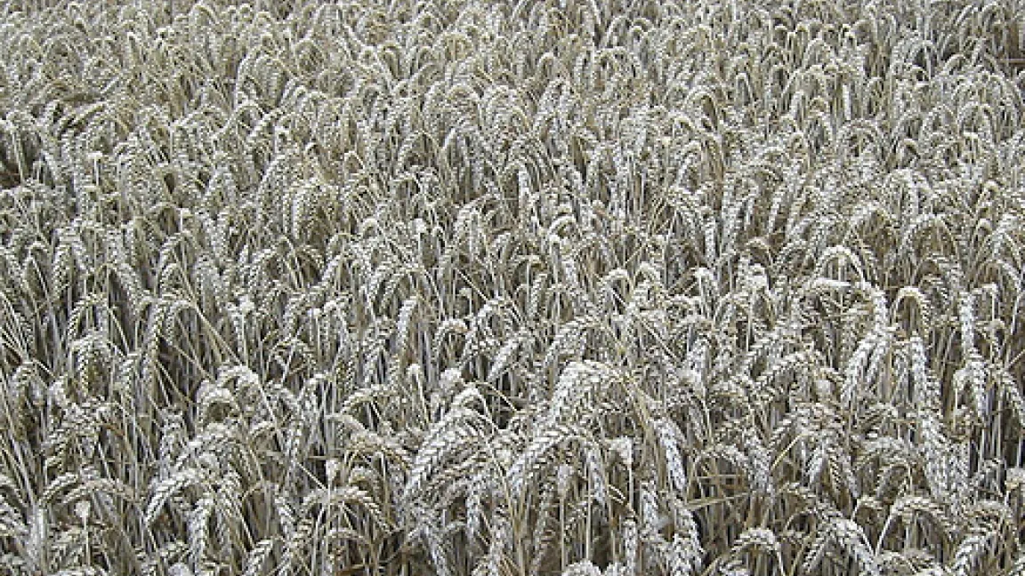 Schmutzig grauer Weizenbestand mit kreisrunden Befallsflächen.
	Quelle: Wiedenau